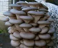 Грибоводство, міцелій грибів