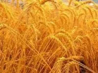 Насіння озимої пшениці Артеміда