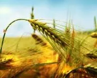 Насіння пшениці озимої Шестопалівка Е