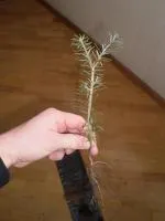 Саженцы Пихты бальзамической двухлетка ''Abies balsamea''