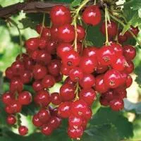Саженцы смородины красной Детван