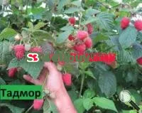 Саженцы малины Тадмор (Tadmor)