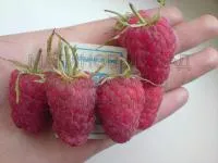 Саженцы малины Сорт Патриция