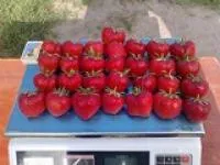Рассада клубники Остара