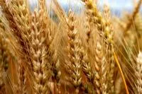 МАГИСТРАЛЬ (озимая пшеница от оригинатора- суперэлита)