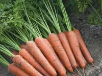 Морковь АУРАНТИНА F1 2,0-2,2 (100 000 семян) Takii Seeds