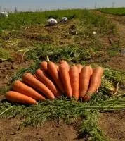 Морковь ПРОМИНАНС F1 2,4-2,6 (100 000 семян) Takii Seeds