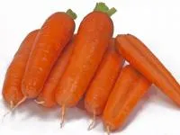 Морковь ТАНГЕРИНА F1 1,6-1,8 (100 000 семян) Takii Seeds