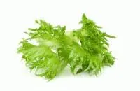 Салат айсберг ФРИЛЛИС (10 грамм) Seminis