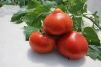 Томат РЭД ХАРВЕСТ F1 (250 семян) Quality Seeds
