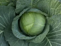 Капуста белокочанная ОУТЕМ КВИН F1 (2500 семян) Takii Seeds