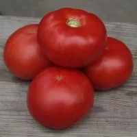 Томат КИБО F1 (250 семян) Kitano Seeds