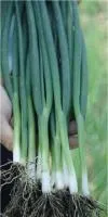 Лук Батун (на перо) ТОТЕМ (500 грамм) Sakata