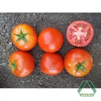 Томат БИНГ 3076 F1 (1000 семян) Adama