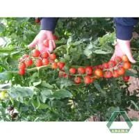 Томат КИНГ F1 (1000 семян) Adama