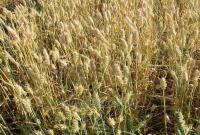 Семена пшеницы озимой Скаген