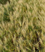 Семена пшеницы озимой Калита