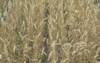 Семена пшеницы озимой Богемия